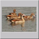 Alopochen aegyptiacus - Nilgans 02 Sundermannsee.jpg
